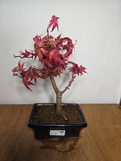 Ahorn Fächer Japanisch Deshojo 001