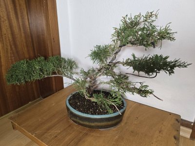 Wacholder 001