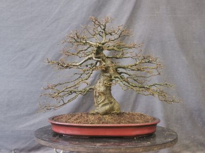 Celtis australis