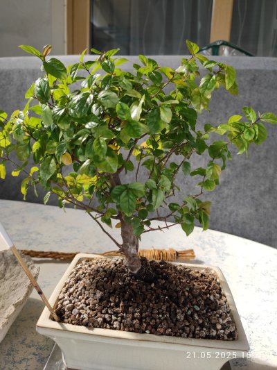 Sageretia