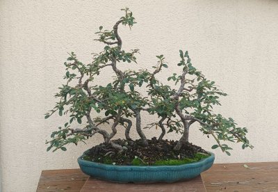 Forêt coto