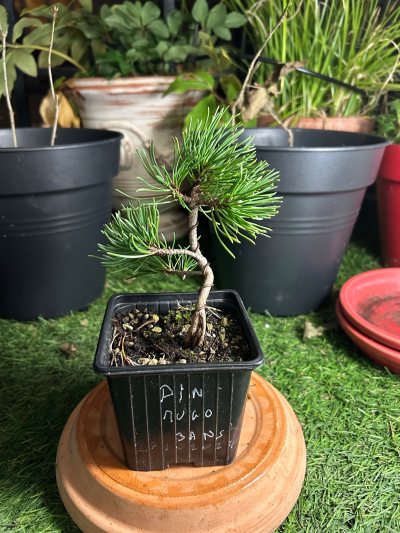 Mugo mamemoyogi