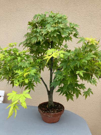 #26 Érable palmatum #26