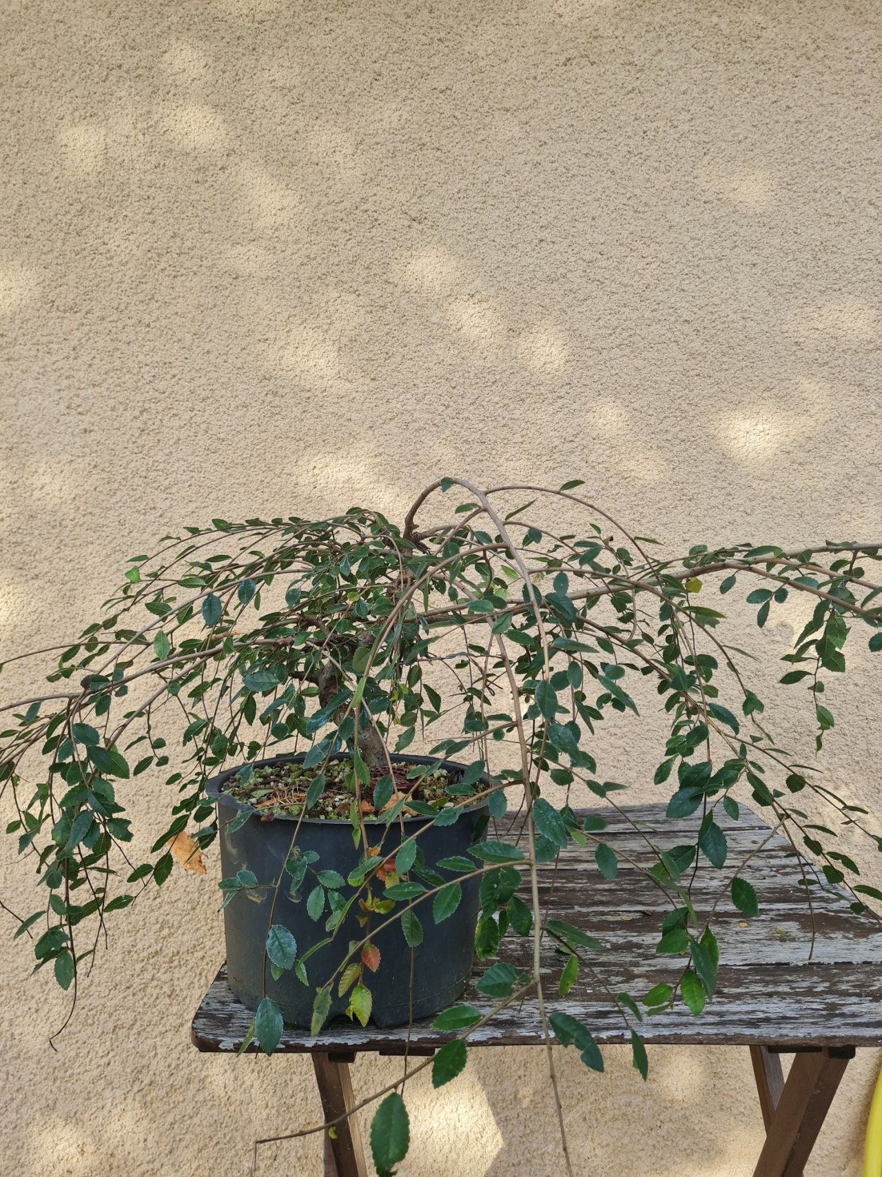 Photo 4
