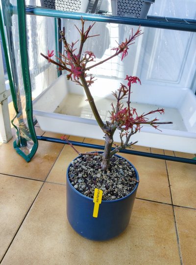 Arce palmatum 1