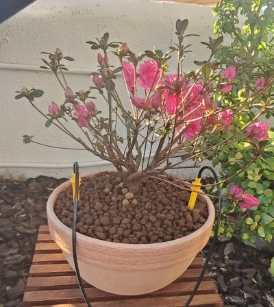 Azalea de vivero