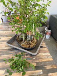 Beschneiden - 30.04.25 - Photo 1/2
