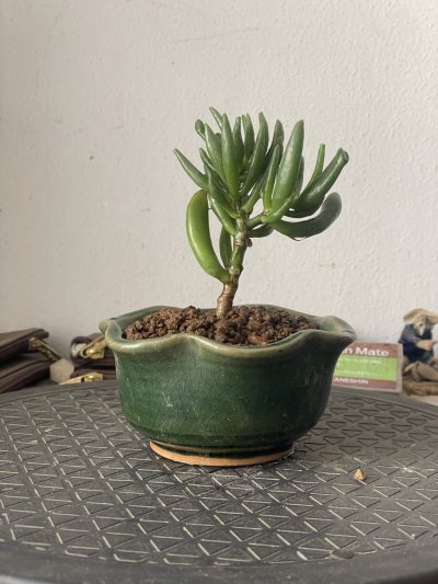 Arbre de Jade gollum