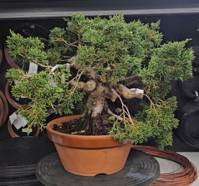 Juniper Shimpaku 2