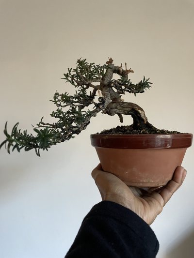 Tejo Japonés