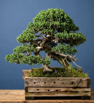 Procubems yamadori