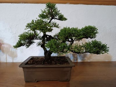 Shimpaku sargentii 079