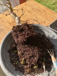 Penggantian Pot - 04/03/23 - Photo 1/2