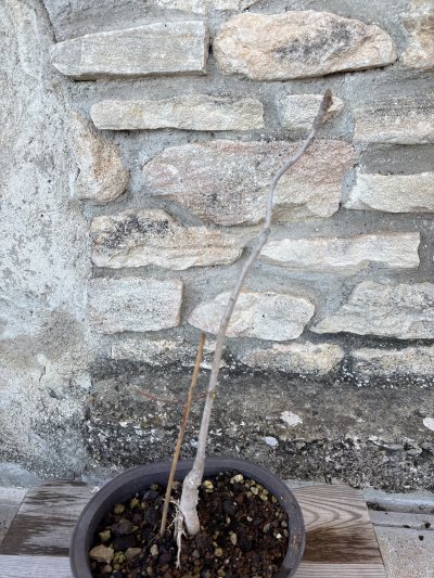 Ginkgo 1