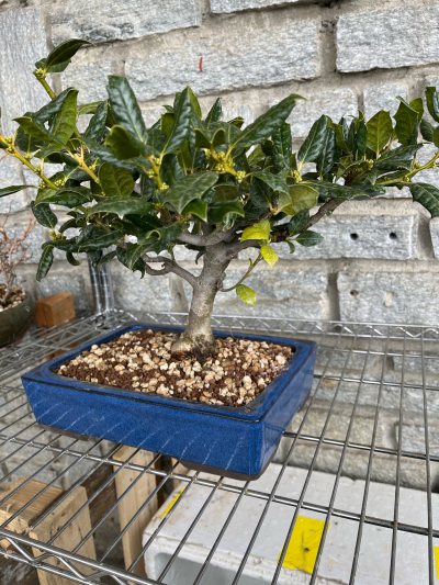 Agrifoglio