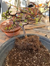 Transplantace - 05.02.24 - Photo 1/3
