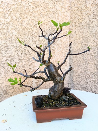Caprifiguier