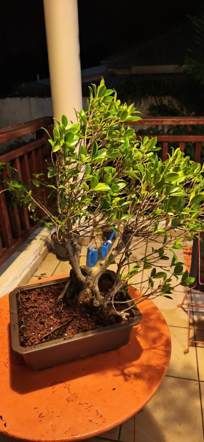 ficus