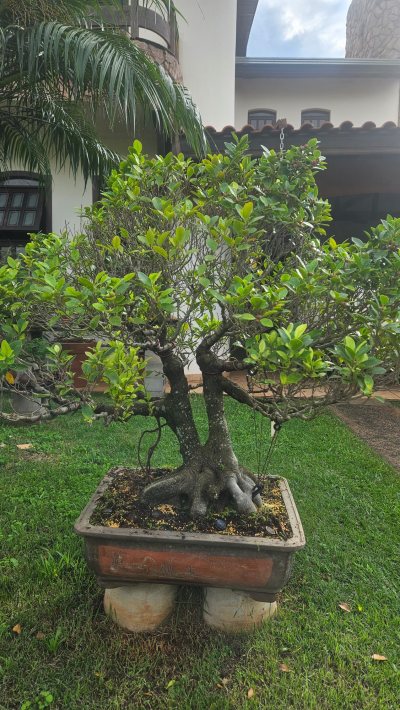 Ficus Microcarpa H