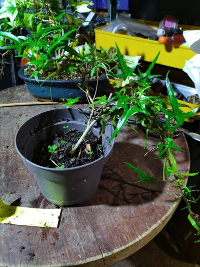 HEDERA Hélix