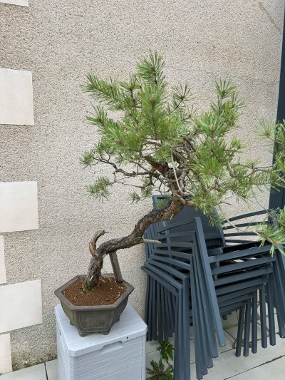 Pin sylvestre - Trophy Pologne