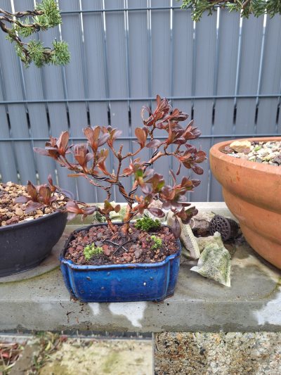 Rhododendron indicum Sweet Azalée satsuki N°18