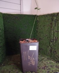 Trasplante - 7/2/26 - Photo 1/1