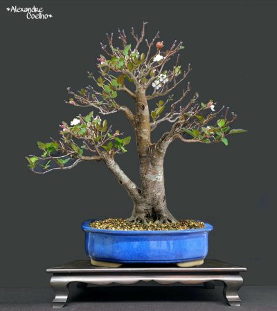Malus
