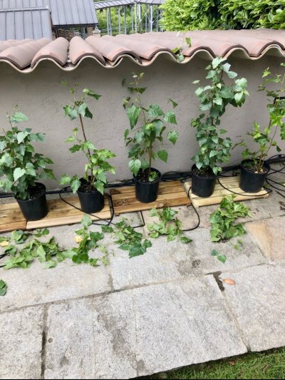 Betulla alba