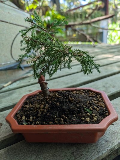 Chinese juniper 3