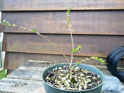 Boxleaf Honeysuckle 007