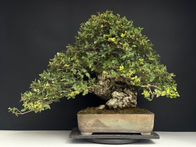 Quercus Suber 2026