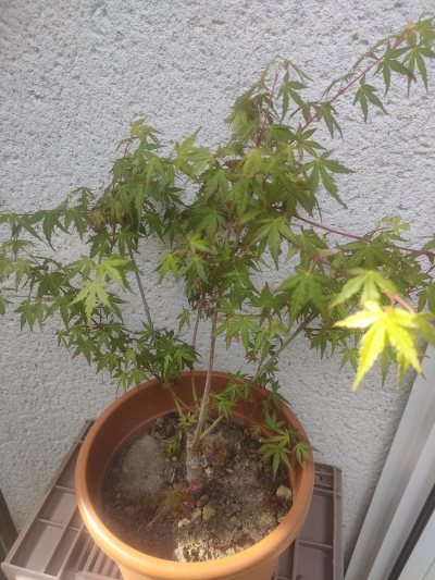 Érable du Japon "Ryusen"