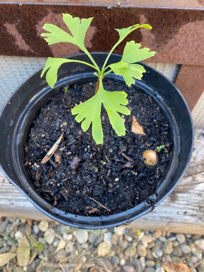 Ginkgo 02
