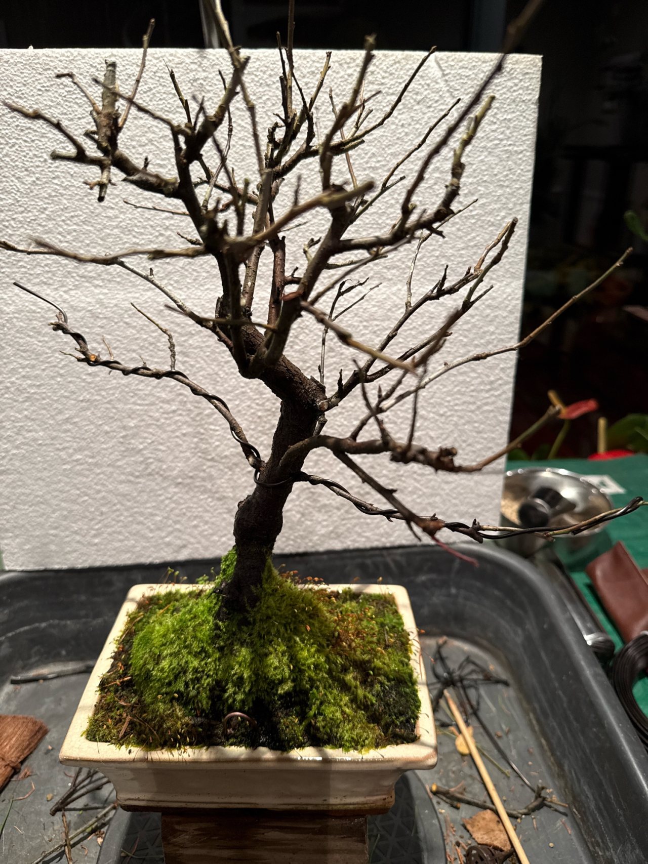 Photo 8