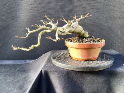 Erable cascade Varoquier