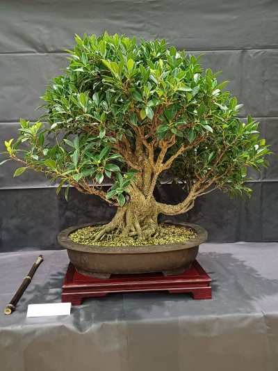 FICUS