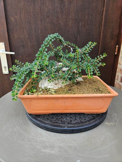 Cotoneaster