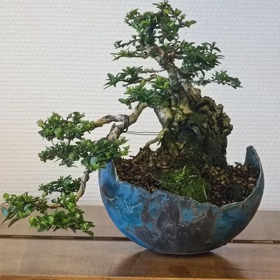 Lonicera semi cascade