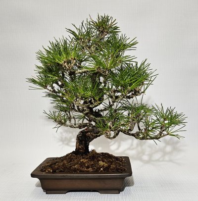 Japanese Black Pine 2