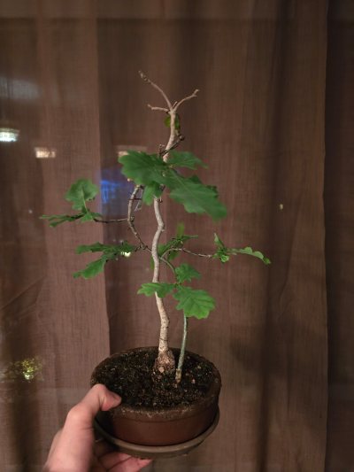 Eiche Stiel 006