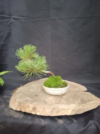 Pembersihan - 20/09/26 - Photo 1/2