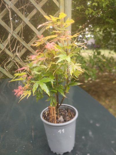 Érable du Japon "phoenix"