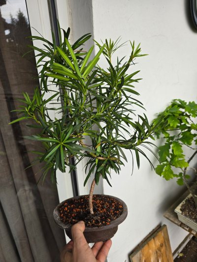 Steineibe großblättrig 001