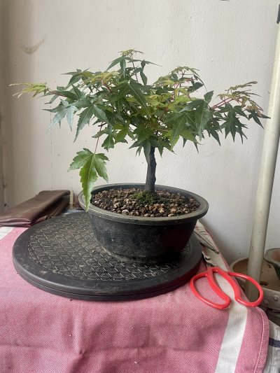 Acer kiyohime en formation