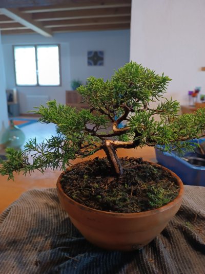 Juniperus chinensis Itoigawa 053