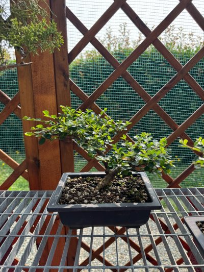 Cotoneaster caducifoglia 1
