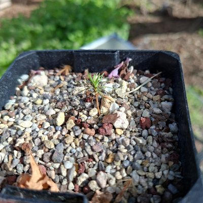 Japanese Black Pine 10