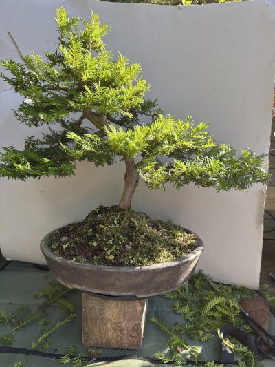 Taxus