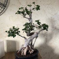 Repotting - 5/23/21 - Photo 1/1